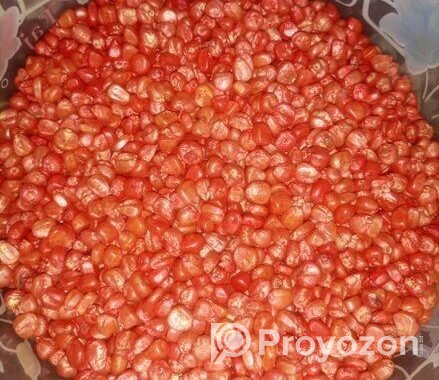 ভুট্টার বীজ