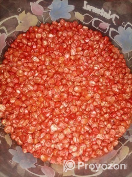 ভুট্টার বীজ