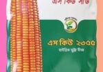 ভুট্টার বীজ