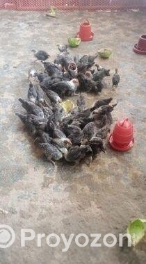 মিশরীয় ফাওমি মুরগি