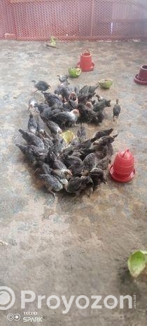 মিশরীয় ফাওমি মুরগি