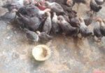 মিশরীয় ফাওমি মুরগি