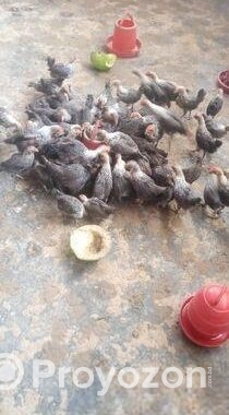 মিশরীয় ফাওমি মুরগি