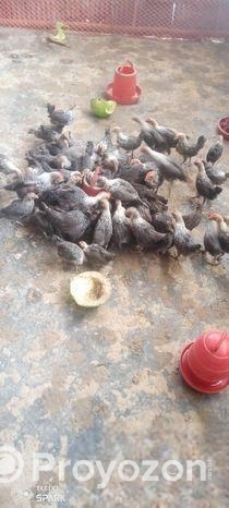 মিশরীয় ফাওমি মুরগি