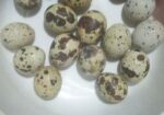 কোয়েল পাখির বীজ ডিম