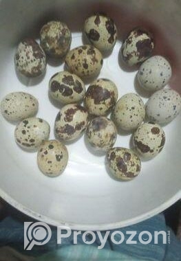 কোয়েল পাখির বীজ ডিম