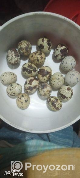 কোয়েল পাখির বীজ ডিম