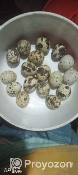 কোয়েল পাখির বীজ ডিম