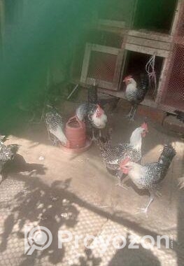 মিশরীয় মেল ফাহমি মুরগি