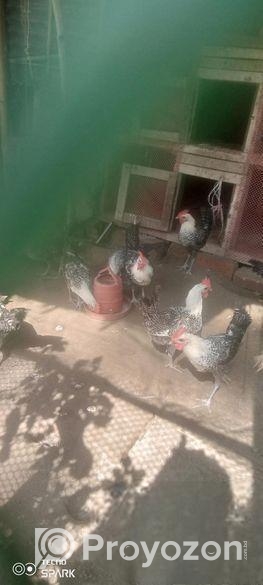 মিশরীয় মেল ফাহমি মুরগি