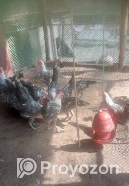 মিশরীয় মেল ফাহমি মুরগি