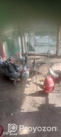 মিশরীয় মেল ফাহমি মুরগি