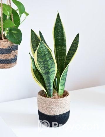 বিভিন্ন ধরনের গাছ