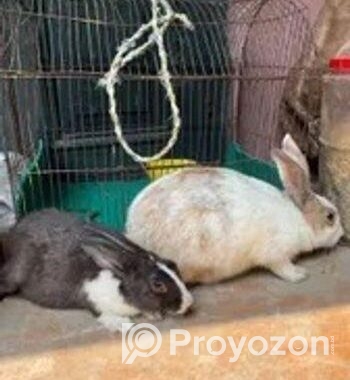 1 jora rabbit
