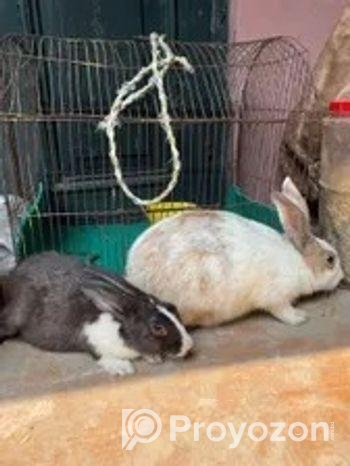 1 jora rabbit