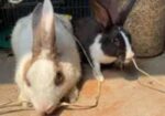 1 jora rabbit