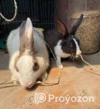 1 jora rabbit