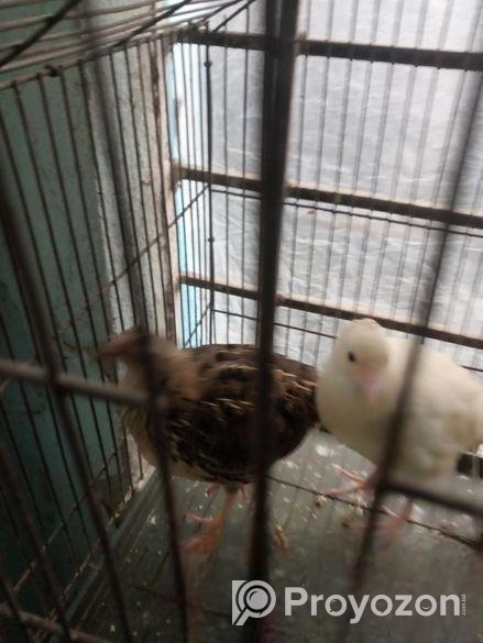 কোয়েল পাখি