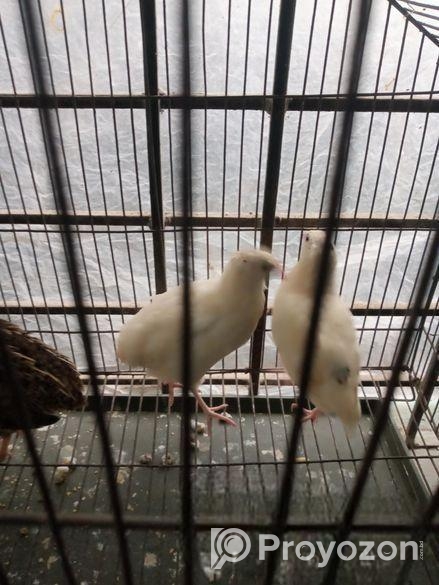 কোয়েল পাখি