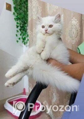 Persian Double Coat White Male