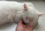 Persian Double Coat White Male