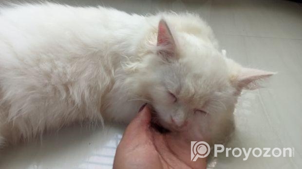 Persian Double Coat White Male