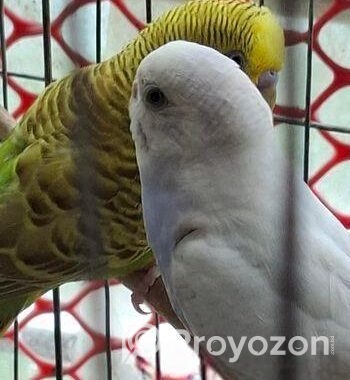 Budgerigar Bird