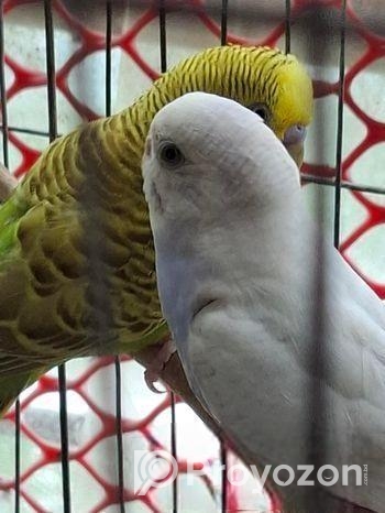 Budgerigar Bird