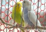Budgerigar Bird