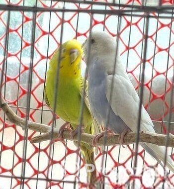 Budgerigar Bird