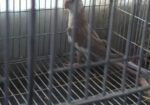 Cockatiel