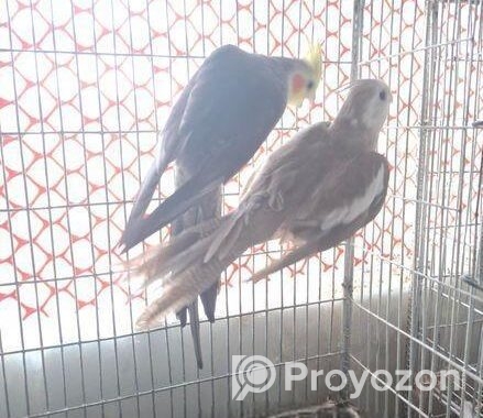 Cockatiel