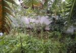 জরুরি প্রোয়জনে ৬ শত জমি বিক্রি করা হবে বাড়ি করার জন্য