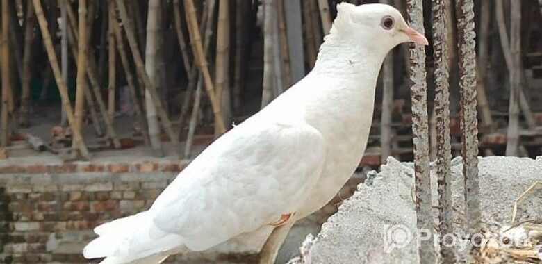 কবুতর সিঙ্গেল