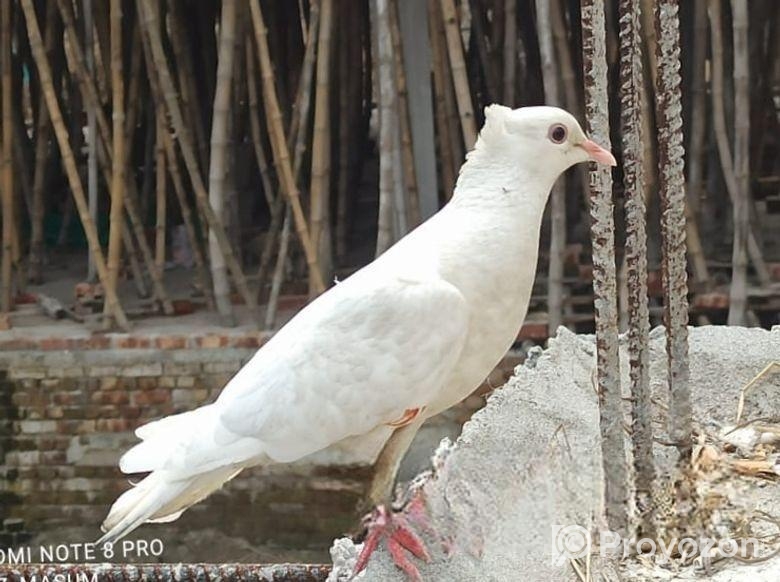 কবুতর সিঙ্গেল