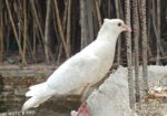 কবুতর সিঙ্গেল