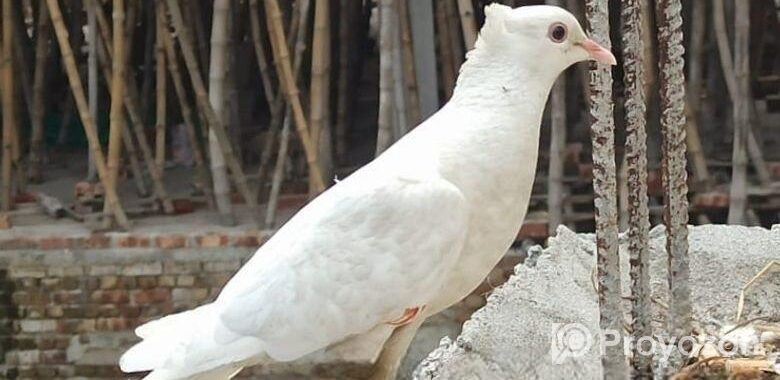 কবুতর সিঙ্গেল