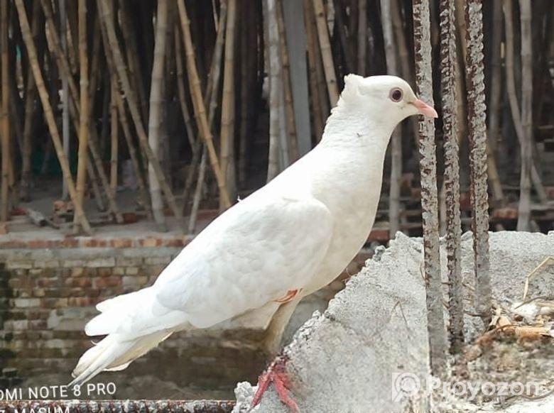 কবুতর সিঙ্গেল