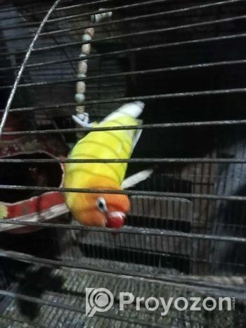 হলুদ এবং সবুজ লাভ বার্ড ২ বার ডিম বাচ্চা করা ৫- ৬ টি দেয়