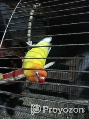 হলুদ এবং সবুজ লাভ বার্ড ২ বার ডিম বাচ্চা করা ৫- ৬ টি দেয়