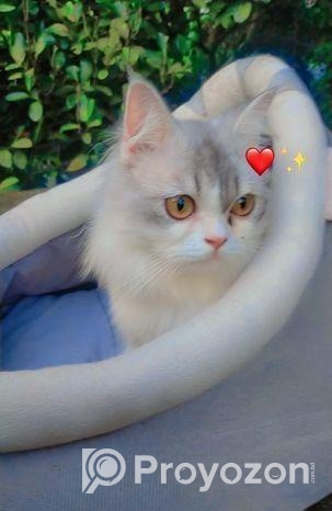 পার্শিয়ান মেল ক্যাট