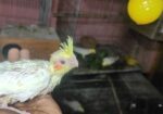 টেম সাইজ লুটিনো কোকাটেলের বেবি
