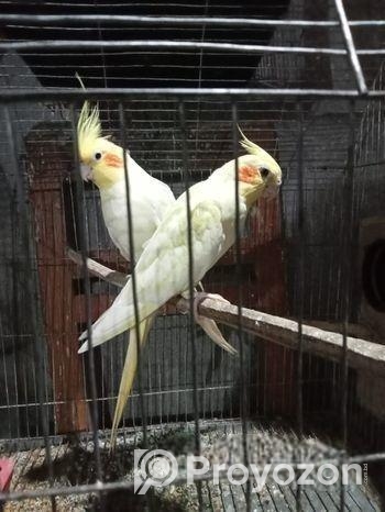 রানিং একবার ডিম বাচ্চা করেছে ককাটেল ১ জোড়া খাঁচা সহ