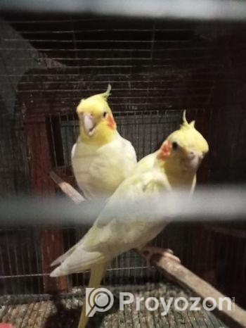 রানিং একবার ডিম বাচ্চা করেছে ককাটেল ১ জোড়া খাঁচা সহ