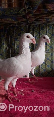 বিউটি হোমা কবুতর বিক্রি