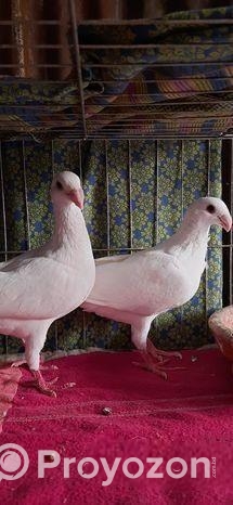 বিউটি হোমা কবুতর বিক্রি