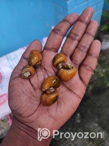 একুরিয়ামের আপেল শামুক