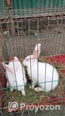 খরগোশ বিক্রি করা হবে