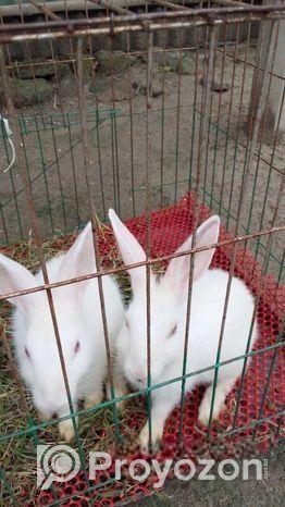 খরগোশ বিক্রি করা হবে