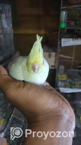 লুটিনো কোকাটেল টেম সাইজ বেবি